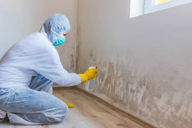 Licensed Basement Mold Remediation service in Lancaster, VA - WQB Mold Removal
