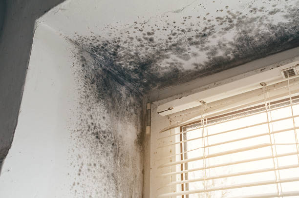 Affordable Basement Mold Remediation solutions in Lancaster, VA
